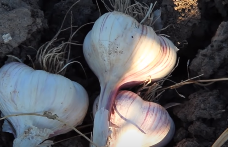 Урожай чеснока