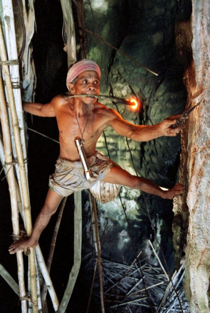                               Сборщик гнезд в деле