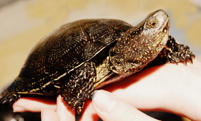 фото  из открытого доступа интернета-крымская болотная черепаха