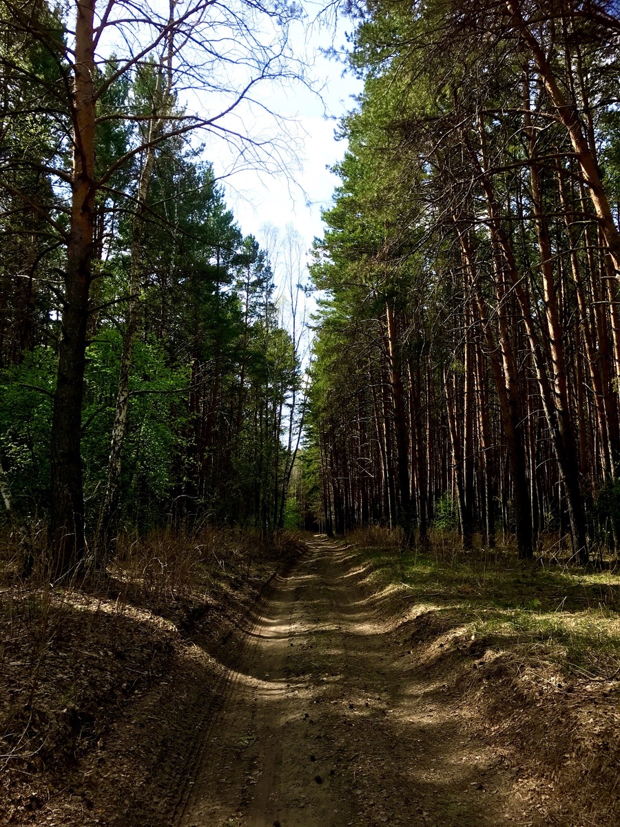 В лесу было невероятно хорошо. Пение птиц, распускающаяся зелень первых листочков, терпкий аромат хвои.