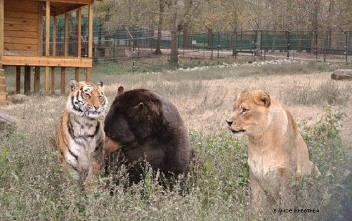 Шерхан, Балу и Лое в заповеднике "Ноев ковчег". Грузия