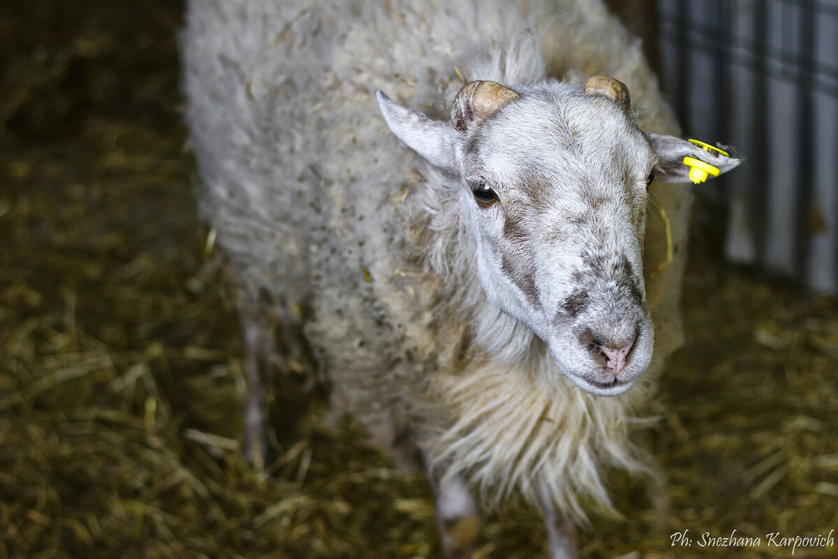 Эта овца или тоже козлик?