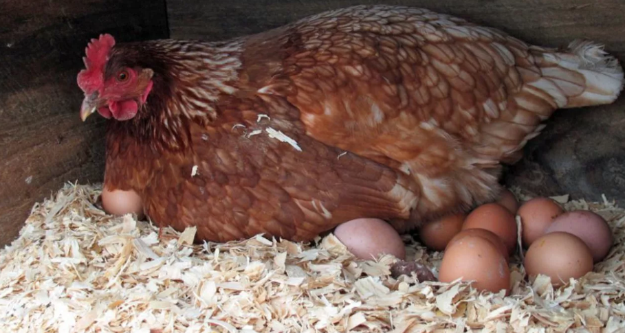 Сколько курица высиживает яйца до цыпленка дней. Куры несушки. Курица с яйцами. Курица высиживает.