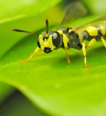Что срочно делать при укусе пчелы, осы, шершня и сколько раз они могут напасть. 