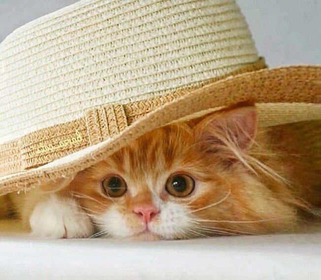 Под надёжной крышей