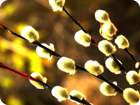 фото из открытого источника в сети интернет