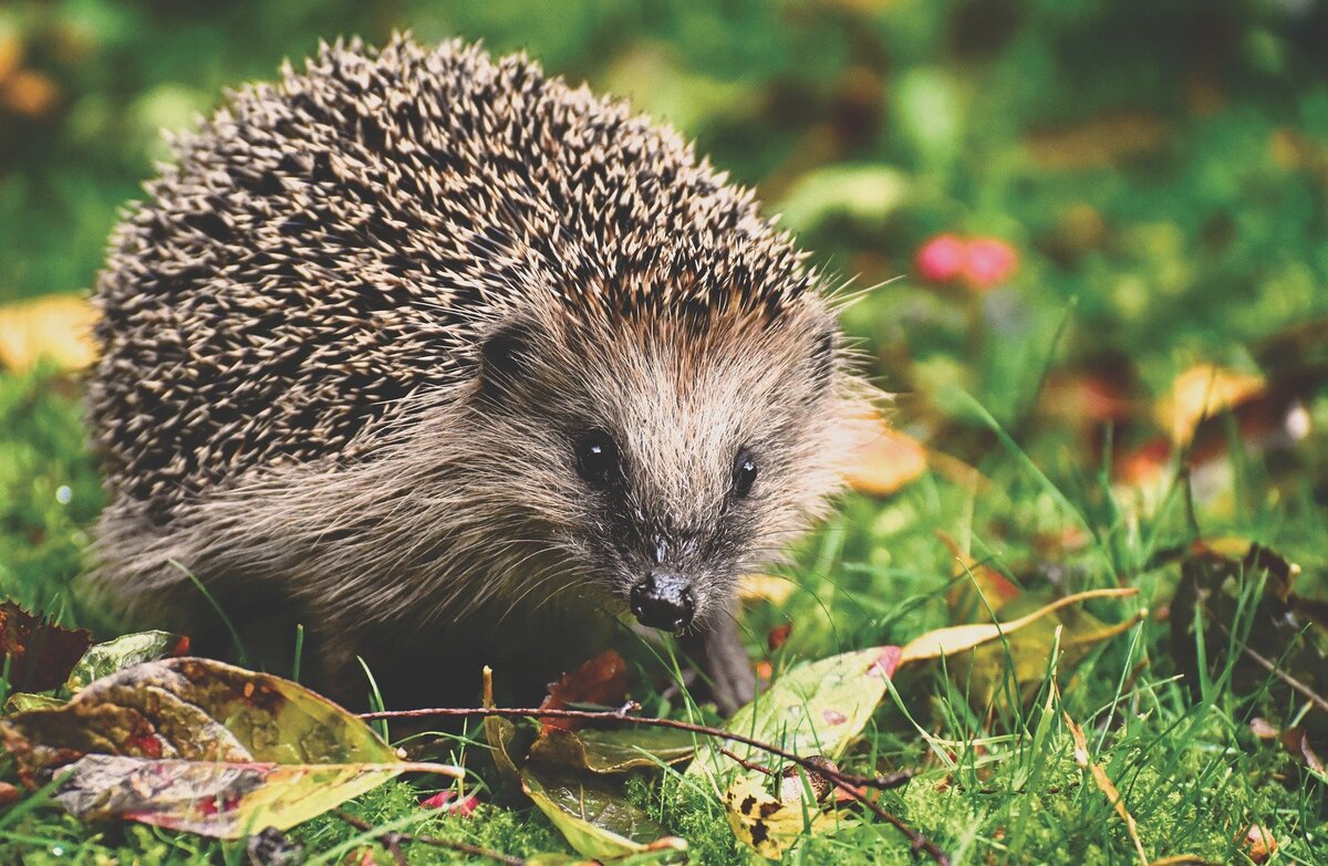 https://cdn.pixabay.com/photo/2018/09/25/21/54/hedgehog-3703244_1280.jpg