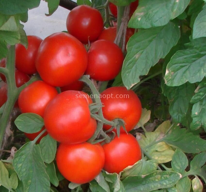 Источник фото: Яндекс.Картинки.