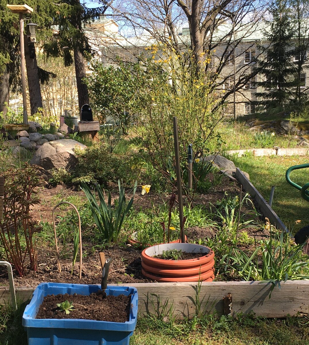 Это моя грядка-клумба.  