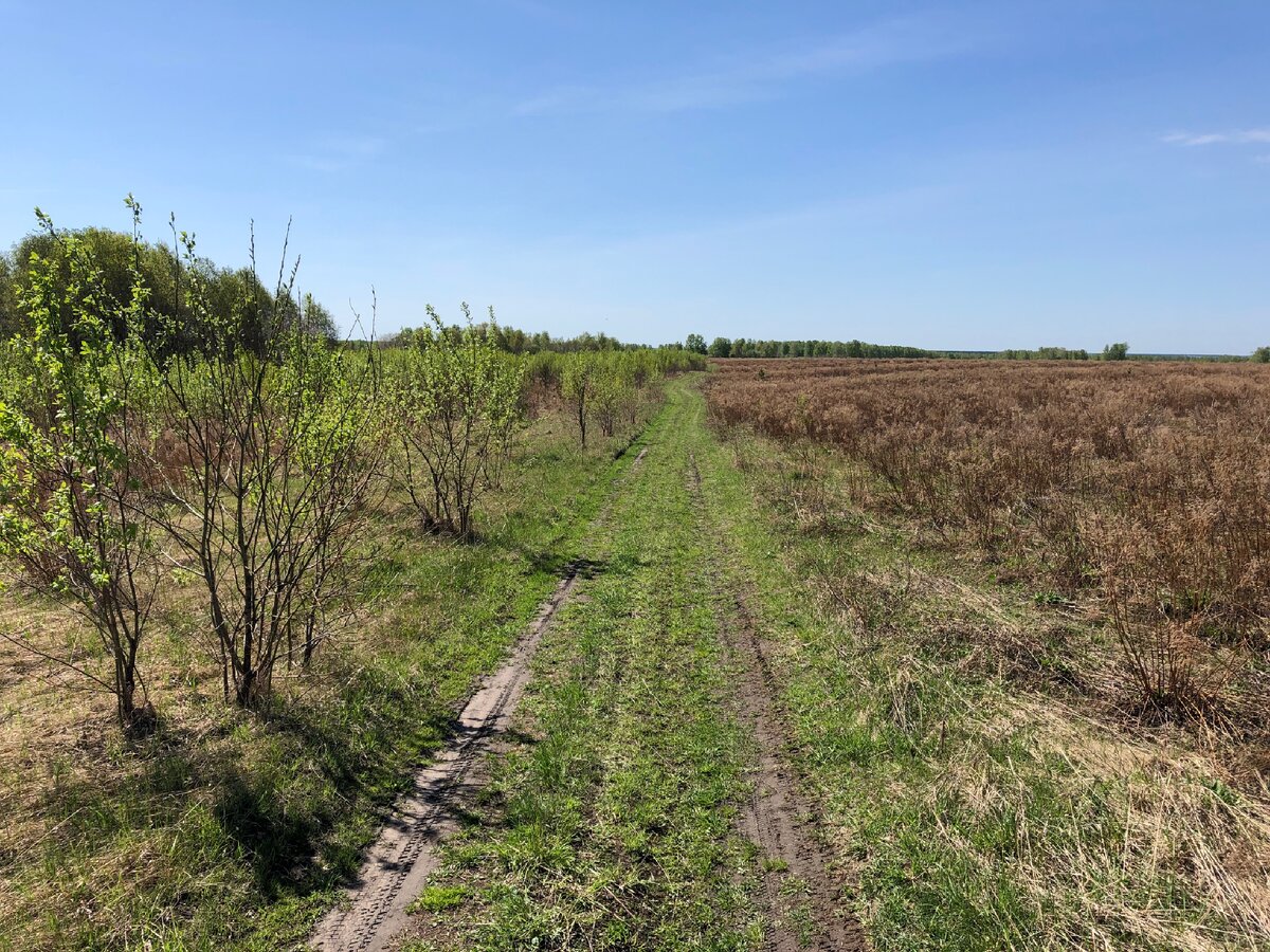 Дорога на краю поля. Фото автора