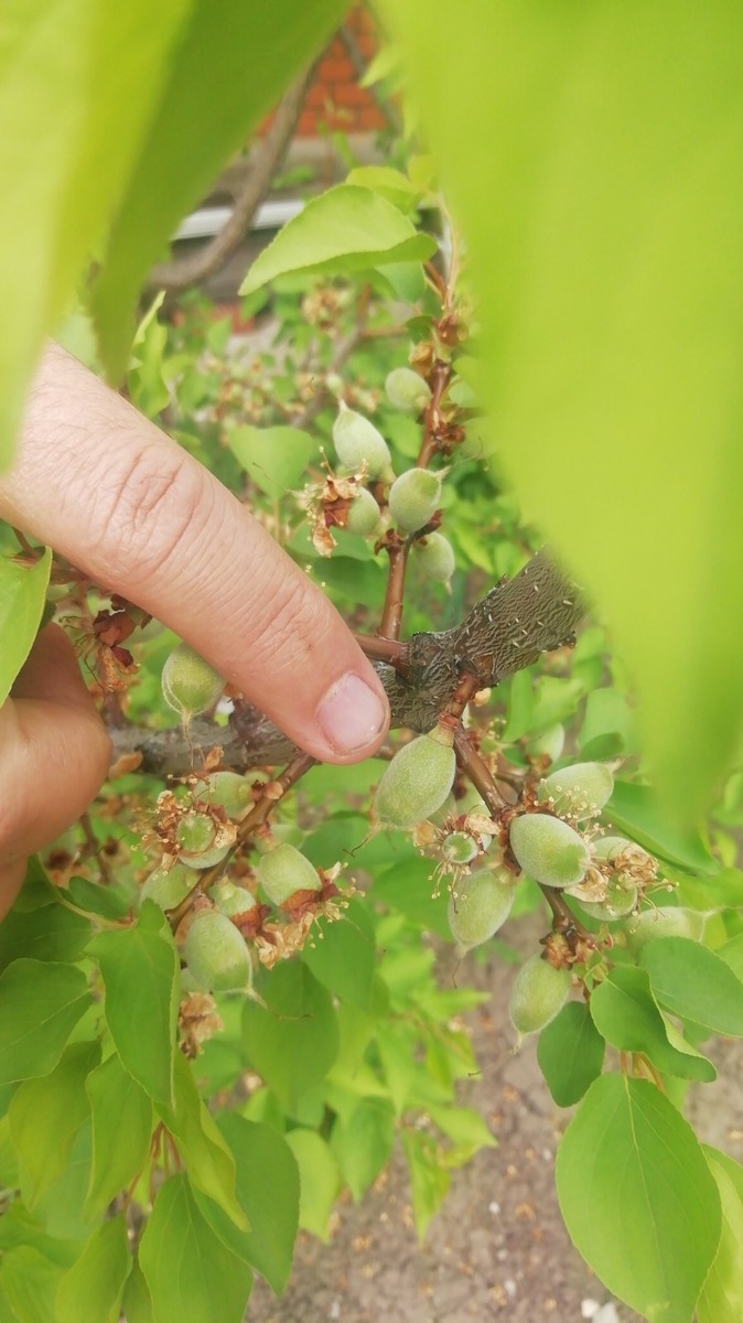 Маленькие абрикосики в середине мая. 