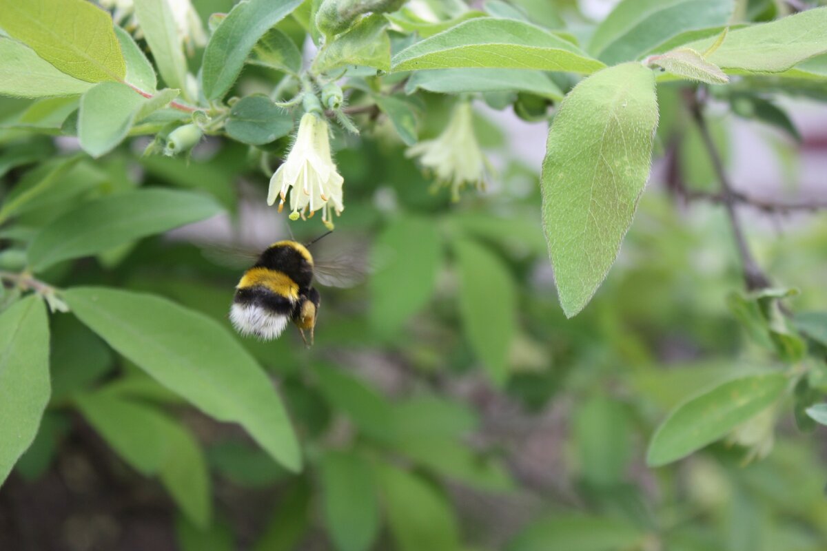 Почему пчелам грозит вымирание? Как защитить пчел? Почему пчелы так важны для экологии?