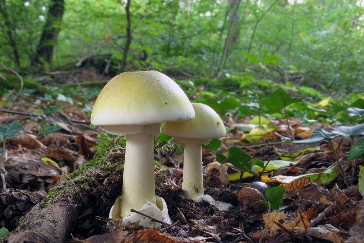 Бледная поганка (Amanita phalloides)