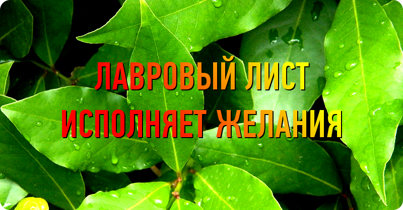 Заговор на лавровый лист. Заговор ритуал на лавровый лист. Желание на лавровом листе. Лавровый лист на удачу. Ритуал на удачу с Лавровым листом.