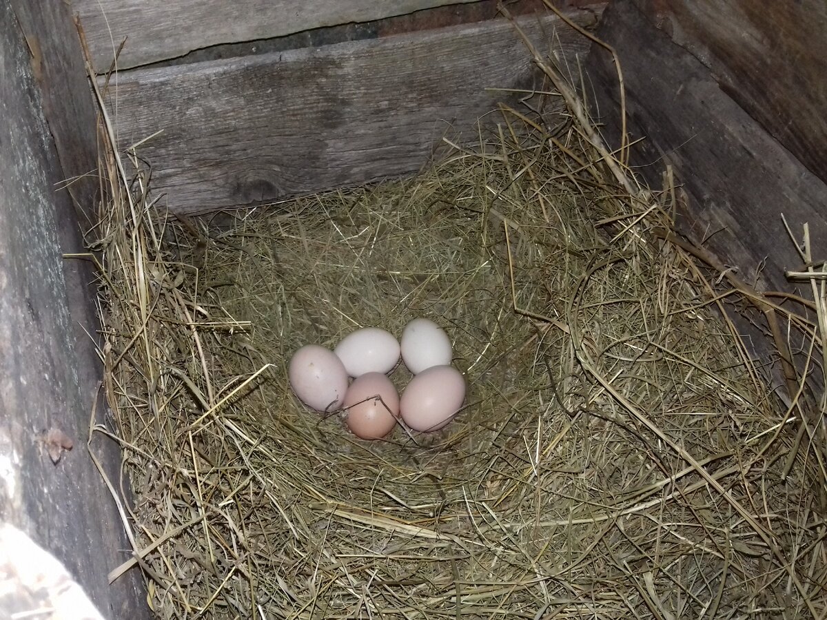 Вынужден вас разочаровать, никаких бесплатных продуктов в деревне не бывает.