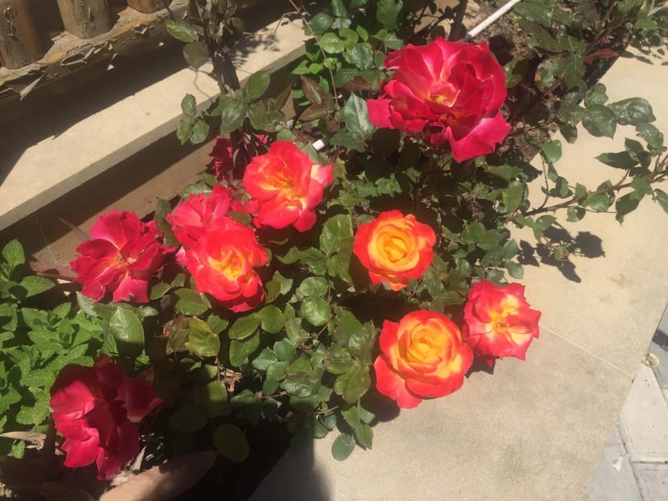 Розы (лат."Rose") из "Королевства цветов" (king-flower.com)