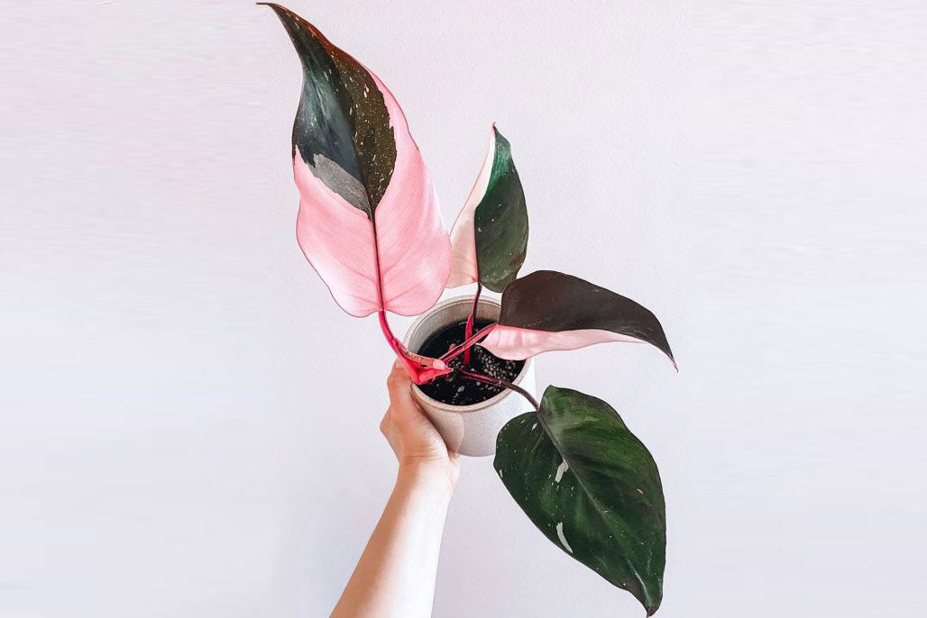 Интересная вариегатность, но готовы ли вы отдать за неё 7000 рублей? 