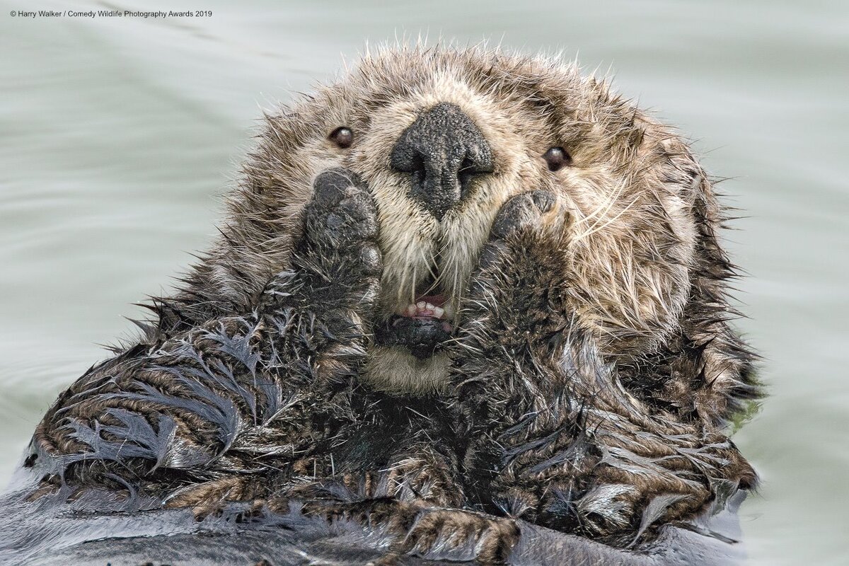 Фото: Гарри Уокер / Comedy Wildlife Photo Awards 2019 