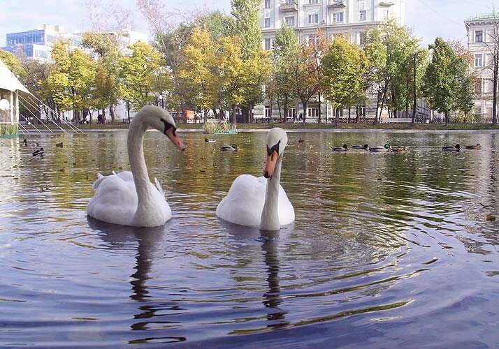 Изображение взято из открытых источников 