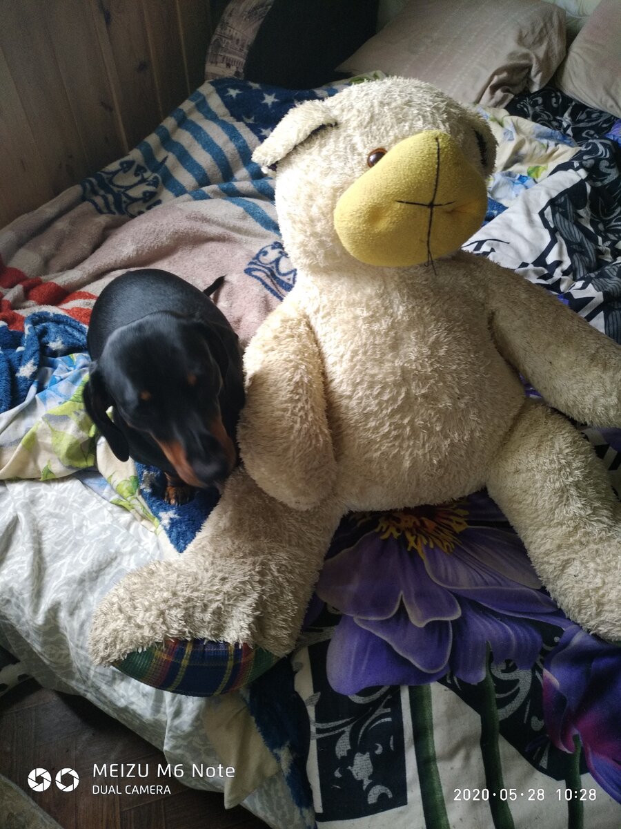 Такса подружился с Мишкой,рядом с ним сидит с утра, ну давай уже,прощайся,на прогулку нам пора...