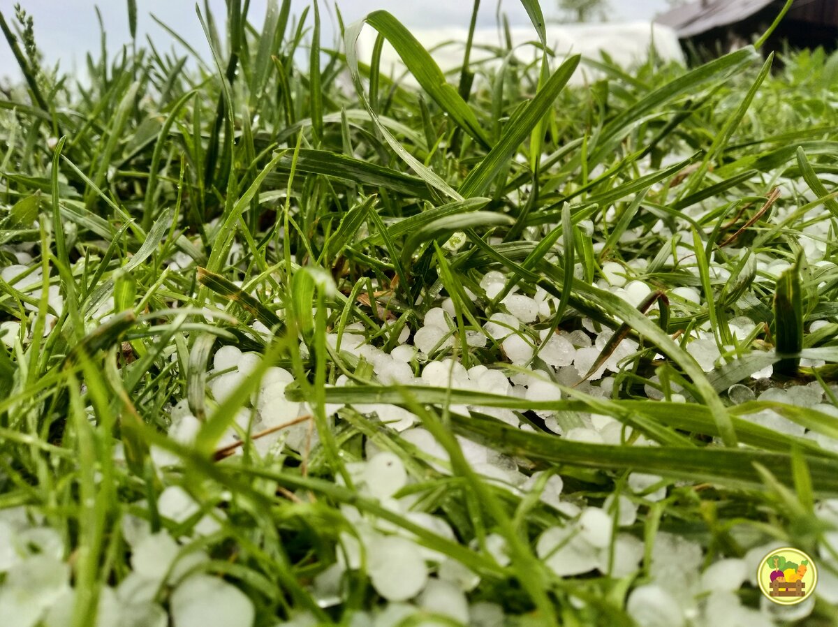 Градинки в траве на моей лужайке