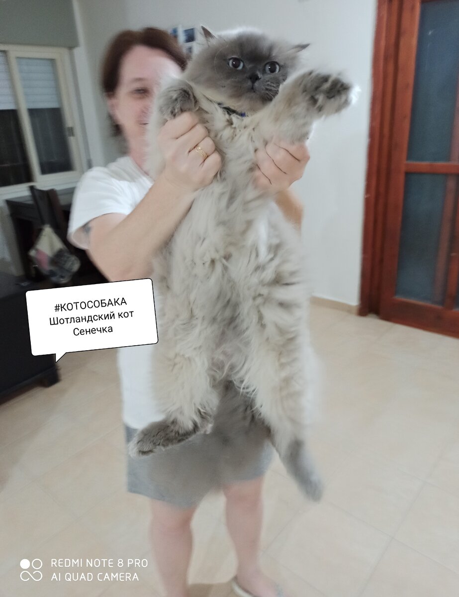Фото сделано автором канала Котособака