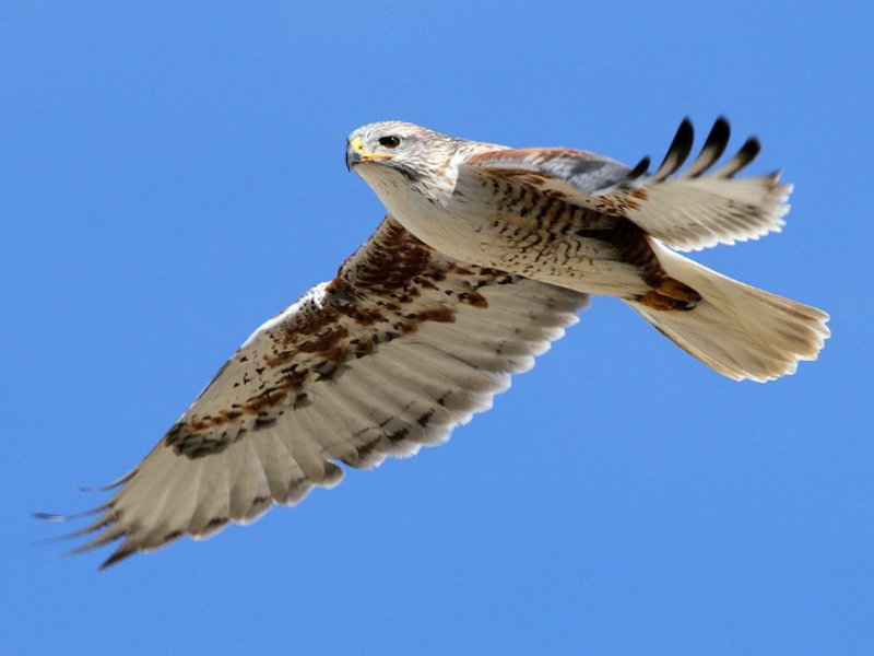 Птица в небе