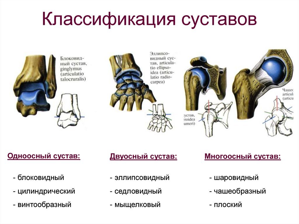 Виды суставов фото