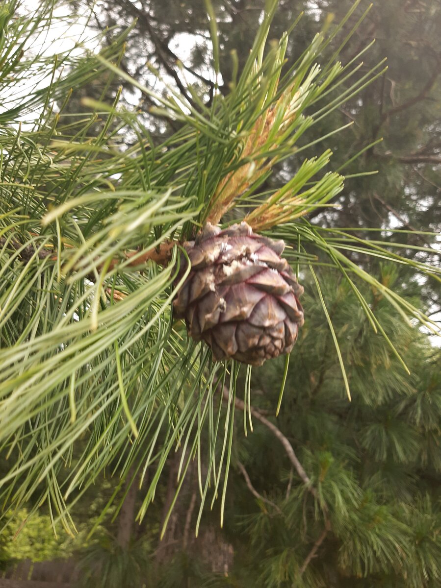 Даже не пришлось лезть на дерево.