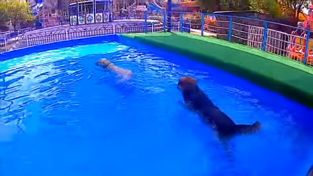 🔥Сочи- Барбос с Белкой виснут В бассейне\ Лазаревское парк 2020