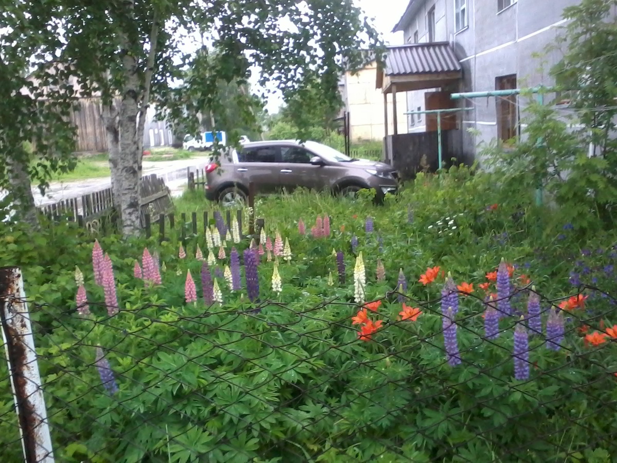 Дарю красоту людям. Друзья, если Вам нравятся садовые цветы, ставьте лайк.