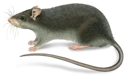 Чёрный крыс