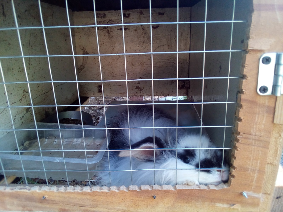 Особенно жарко вот таким мохнатикам с типом шерсти - ангора.