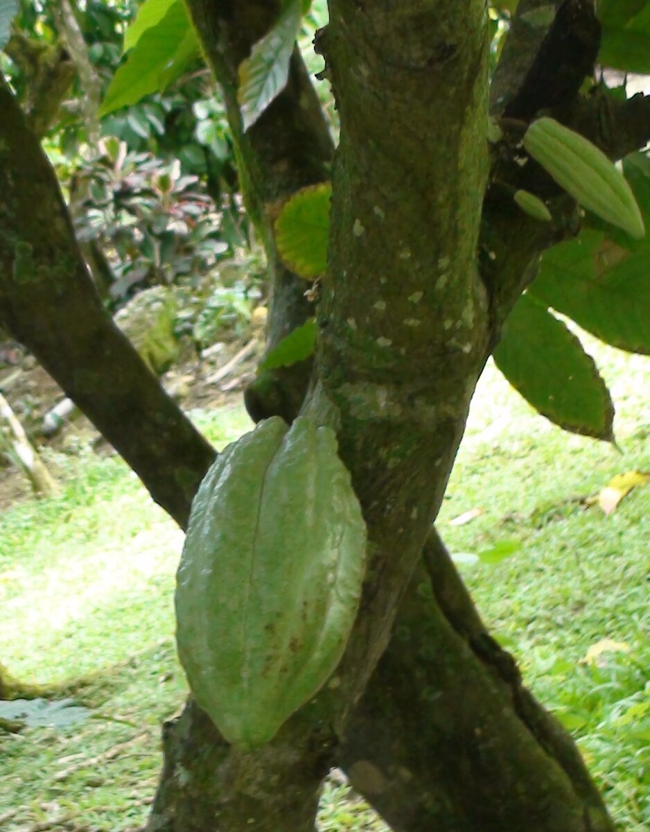 Плод какао. Фото автора