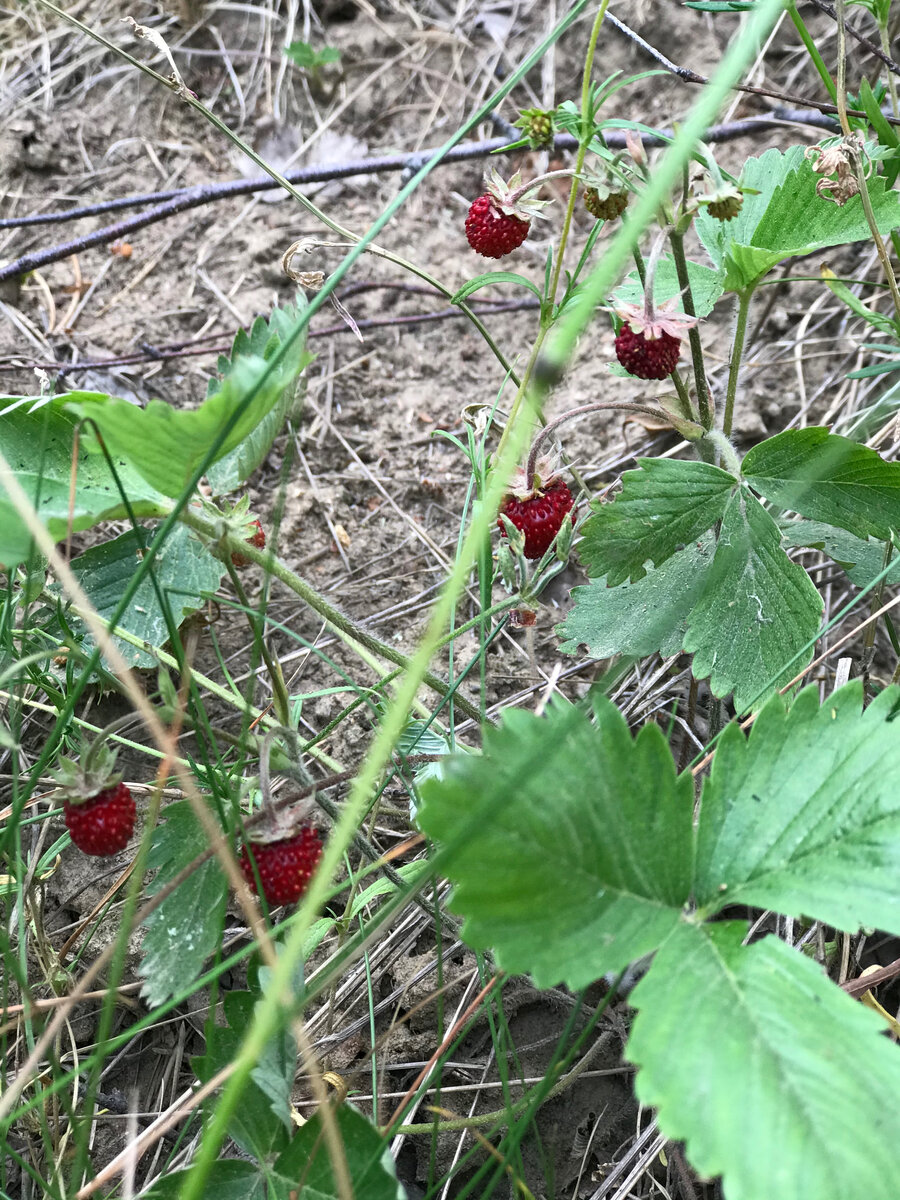 Земляничные поля