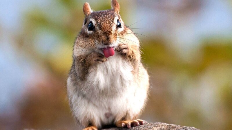 Встреча с бурундуком