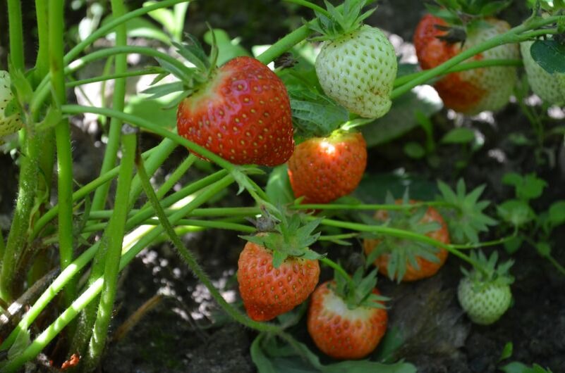 Вот такая клубника была в этом сезоне.
