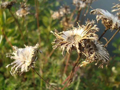 некий сушНЯК