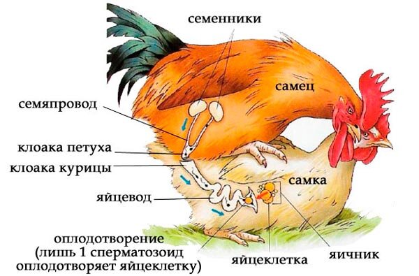 RU2637774C2 - Среда для разбавления спермы сельскохозяйственной птицы - Google Patents