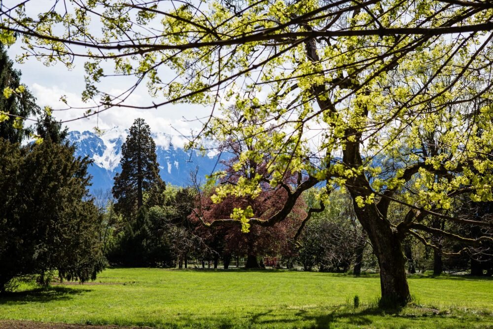 Парк у виллы Мануар-де-Бан. Источник фото: официальный сайт музея Chaplin’s World https://www.chaplinsworld.com/