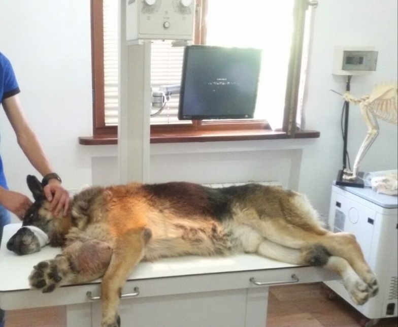 Изображение взято из Яндекс. Картинки. Эх, надеюсь, что вырасту большим, как этот пёс