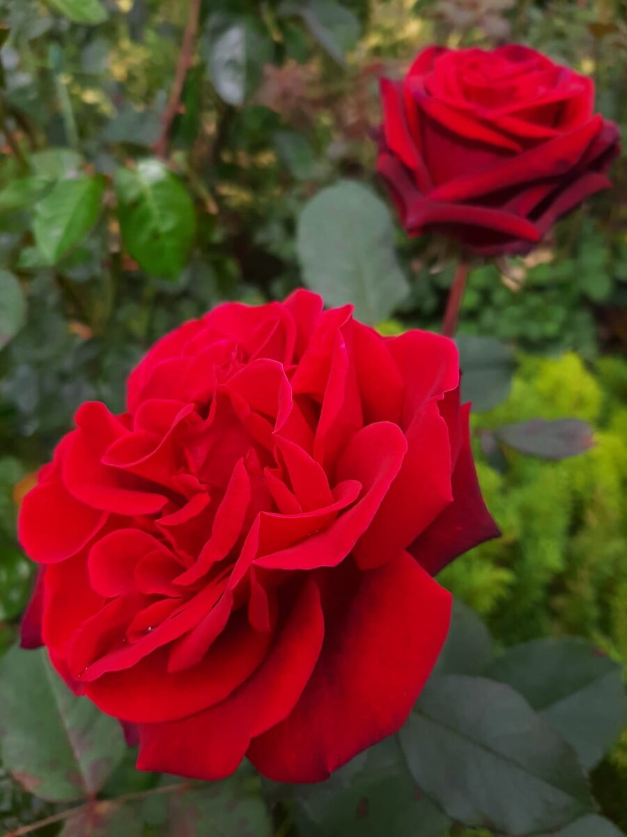 Милдред Шилл. ч/г роза.