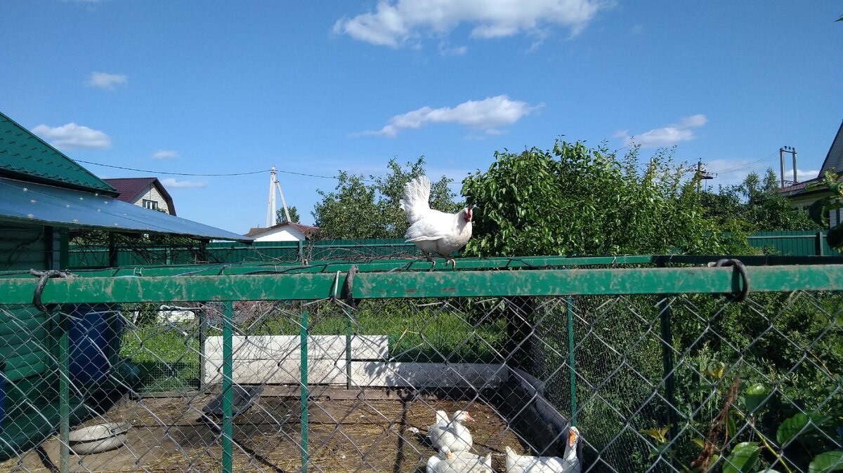 Летающая птица. За лето она стала практически ручной.