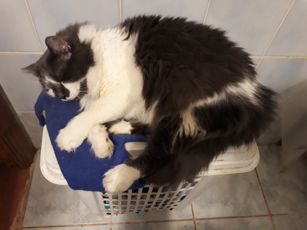 добрые пять кило флегмы