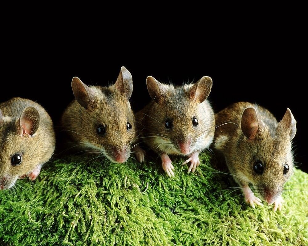 Картинка из сети интернет для иллюстрации