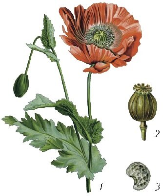 лат. Papaver somniferum