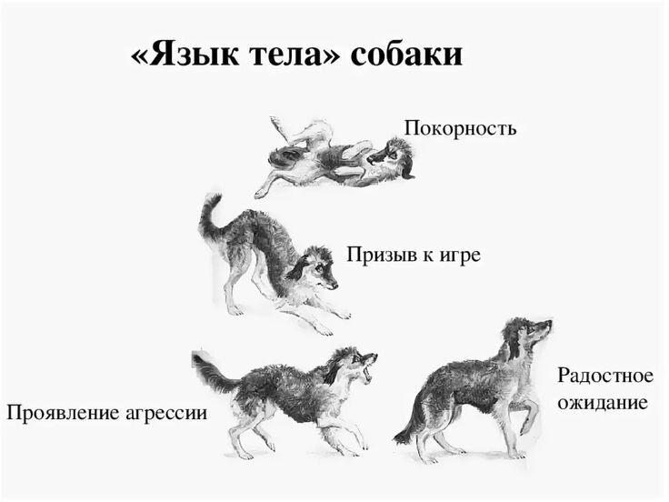 Язык живет вместе. Поведение собак. Язык тела собаки в картинках. Араедение собак. Виды поведения собак.
