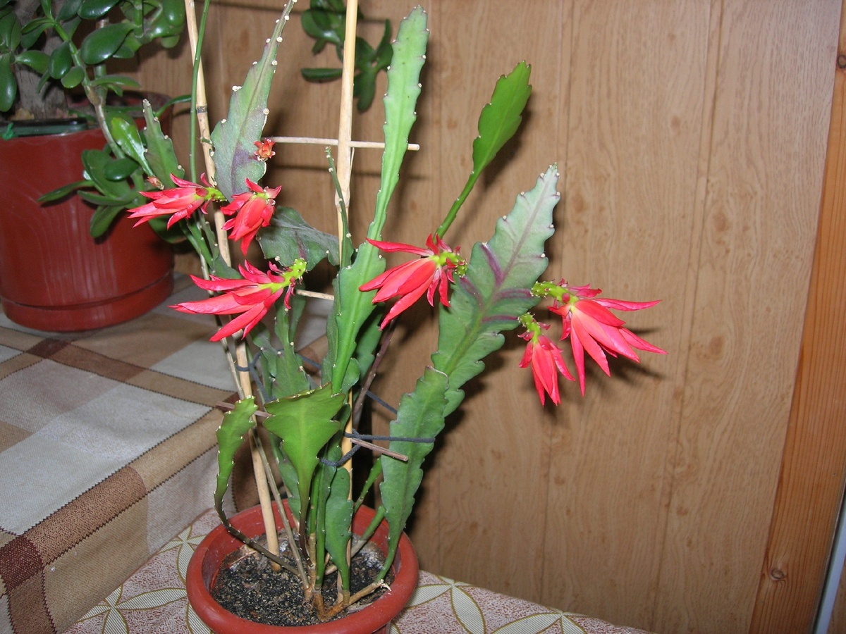 6 соток. Светлана Аниканова