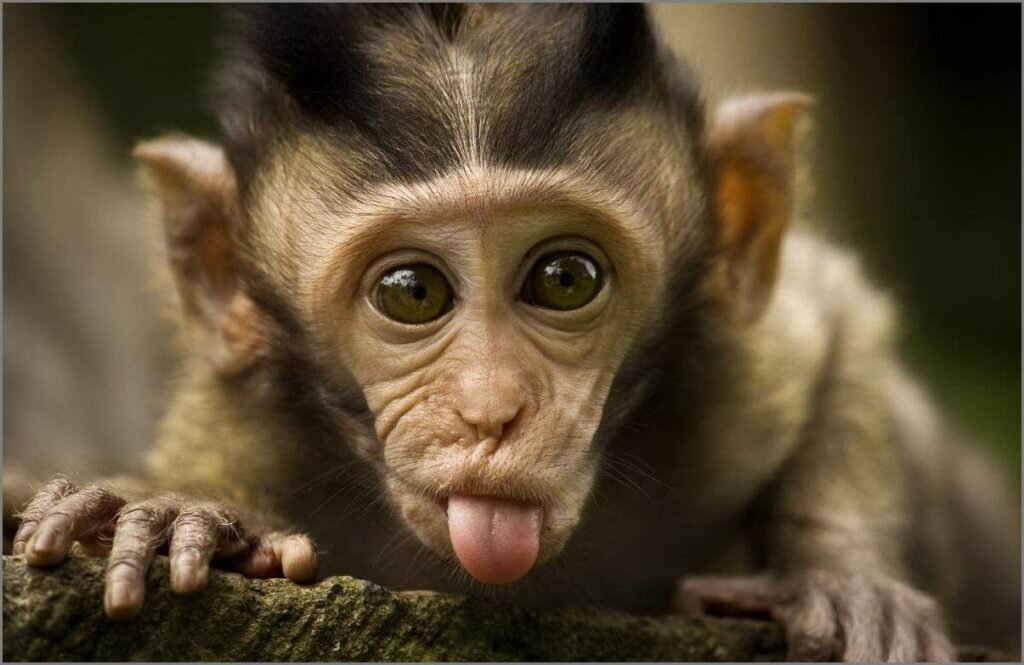 Фотография из свободного источника