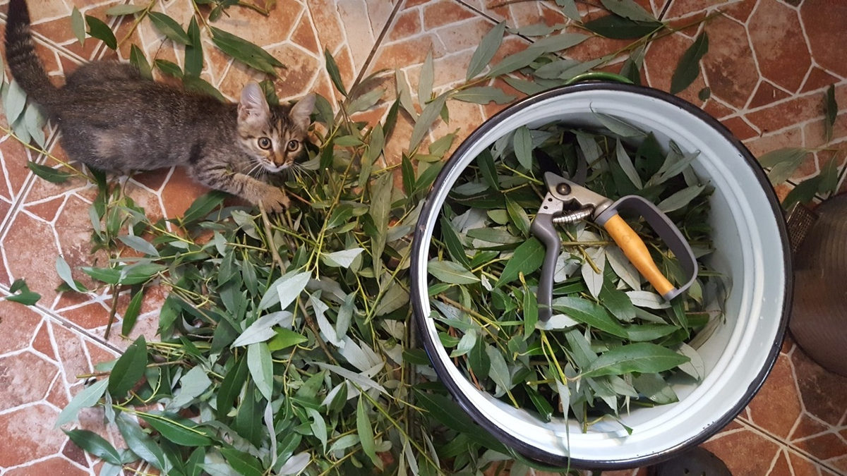 Но вы можете взять веточки без листьев, если зима.